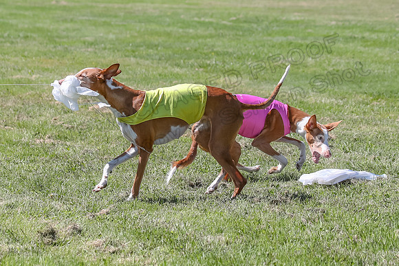Finals Vet Dawn Izzy-8444