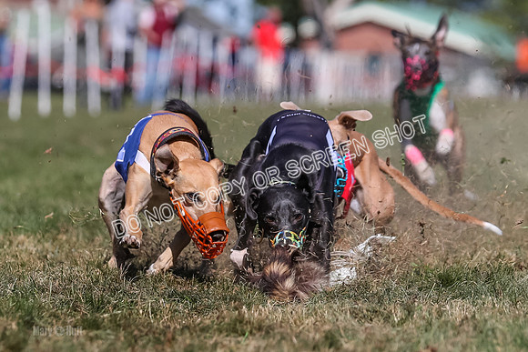 Prg 4, Race 5, Rasta Cammie Warrior Grim Buckwheat-0212