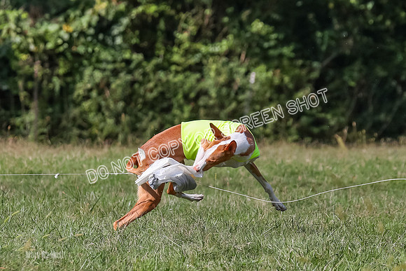Open Prelim B1, Libby, Rogue, Penny-7810