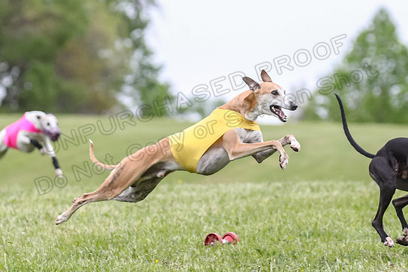 Finals Open C3, Sparky Margot Shine-0714
