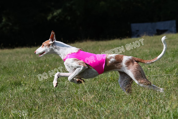 Prelim, Unknown Dogs-7989