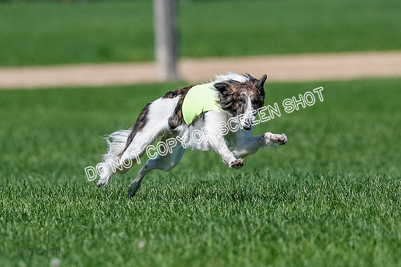 Silken Windhound Finals, Finnegan-3969