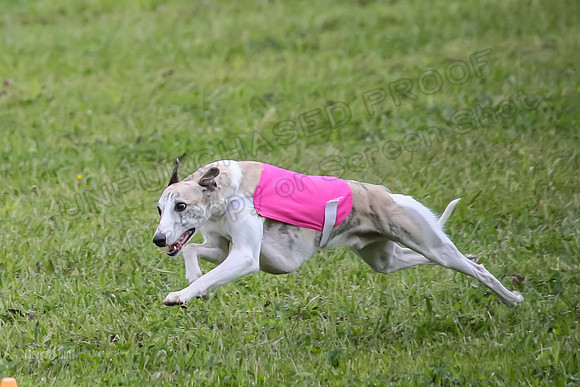 Prelim Open G2, Pixel Bumble Lzzy-9462