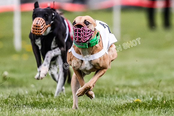 WRA, Prg 1, Race 8, Terra Flora Smudge Seeker Maybe Java-8367