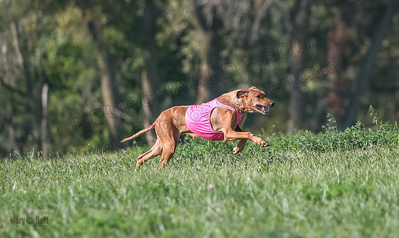 1 Prelims Vet 2 Xena Libby-5285