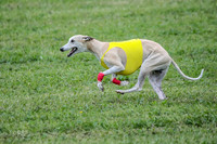 Prelim Veteran 1, Akela Ricky Bobby Blue-6306