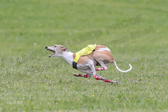 Prelim Veterans 1, Cheers Dora LittleBit-0075