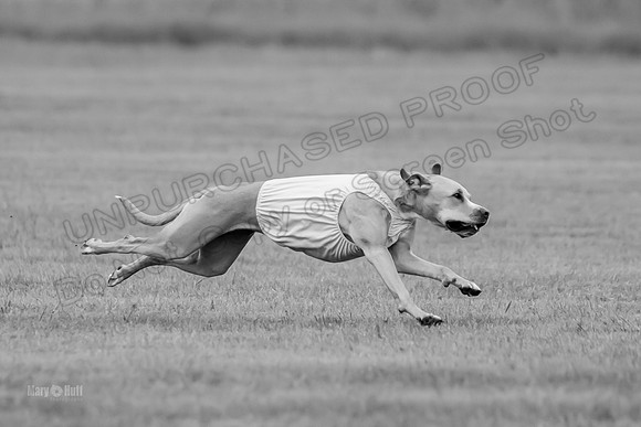 Prelims Zara-0795-2
