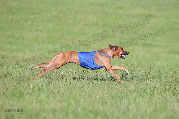 1 Prelims Open 1 Kinky Ash Zanna-4455