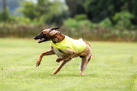 Finals Afghan Hound-1476