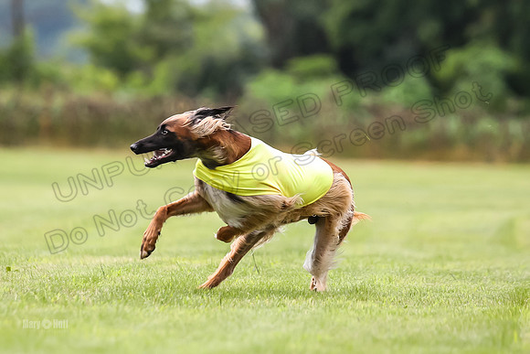 Finals Afghan Hound-1476