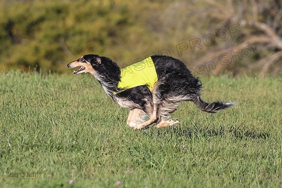 1 Prelims Vet 1 Yaro Chase Zip-3075