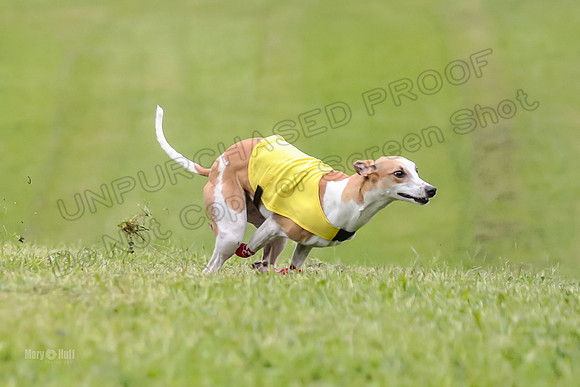 Prelim Open E2, Riddle Finely Scarlet-4827