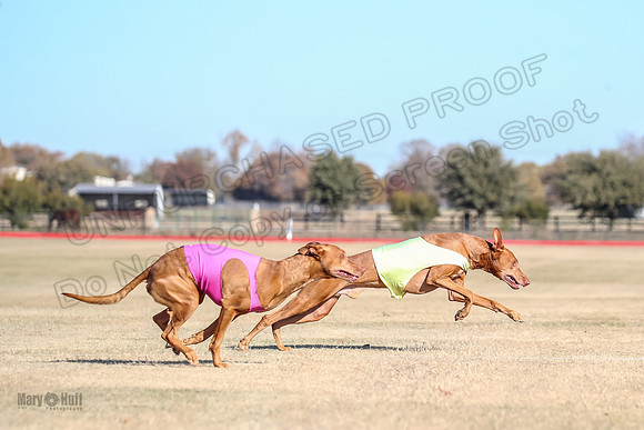 1Prelims Vet 1 Caper Copper-0958