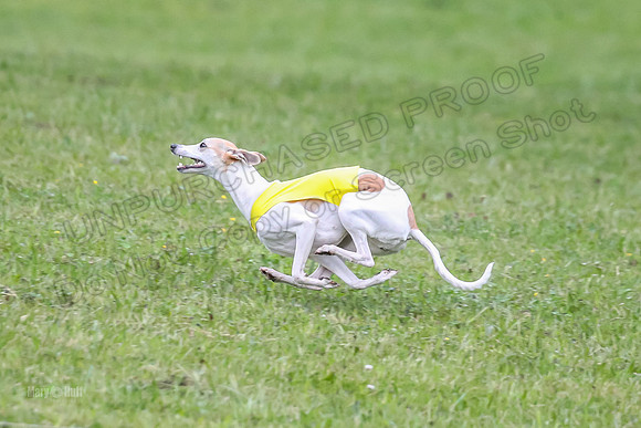 Prelim Open B4, Marlee Wrath Sonic-8483