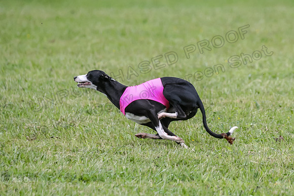 Prelim Open F4, Cosmo Damsel Archer-9346