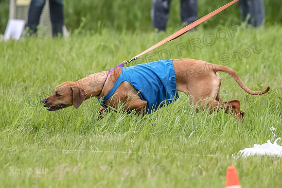 Finals Fch Opal Islay Eve-9028