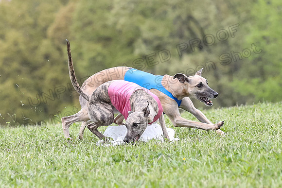 Finals Vets 3, Rosie Littlebit Justice-2345