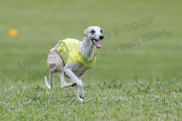 Finals Open D4, Roo Shroom Torque-0912