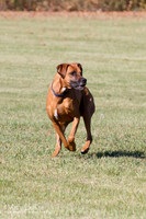 Misc Breeds