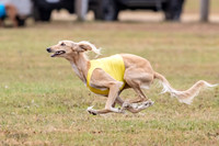 Saluki