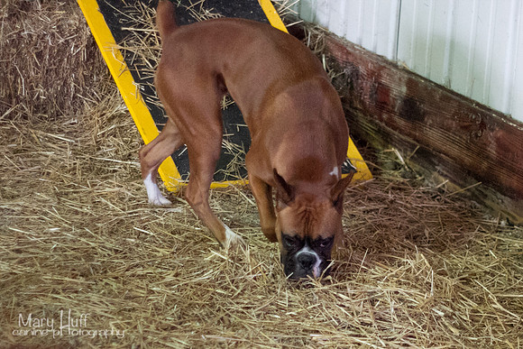IMG_9269