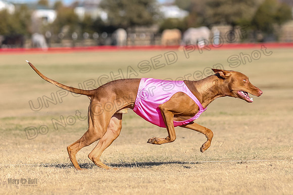 1Prelims Spec 2 Tango Cuest-0877