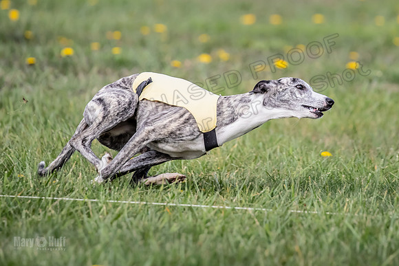 1 Prelim FCh A4 Whisper Zinger-6709