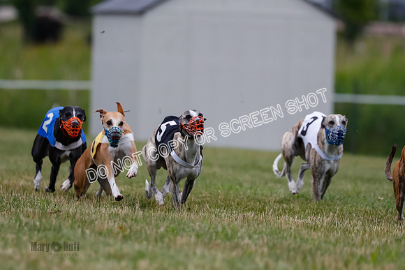 Prg 2, Race 4, Marty, Bogie, Denim, Meatloaf, Blaze, Raz-0997