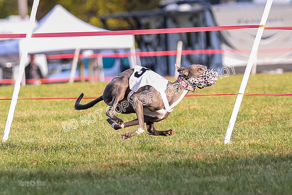 Prg 1, race 3, Dandylion Moki Elevenes Shelby-0615