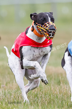 Prg 3, Race 2, Chuck-Tusi-Smokey-Raz-Angel-Nathalia-1058