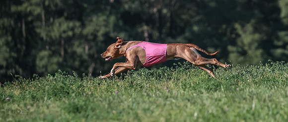1 Prelims Open 1 Kinky Ash Zanna-4480