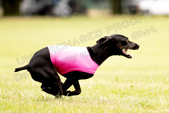 Prelims Willow-1104-2