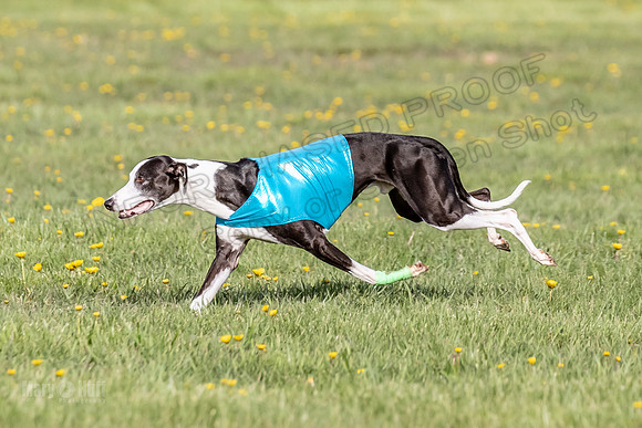 1Prelims Open D1 Misty Juni Wild-0533