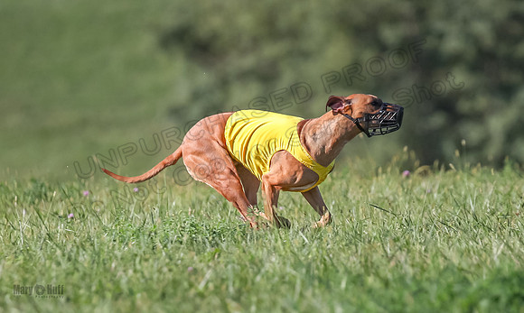 1 Prelims Open 1 Kinky Ash Zanna-4416