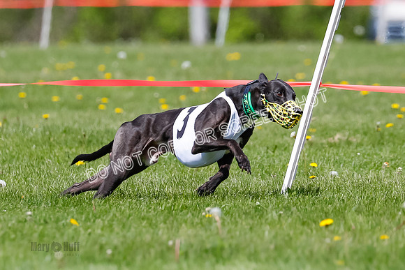 NOTRA Program 2, Race 9, Savvy Elia Chernobog Coyote-2-2