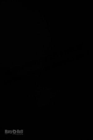 1 Prelim FCh A1 Carrie Finely JesseJames-6646