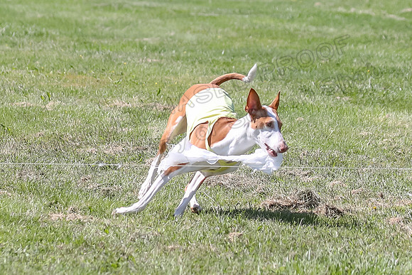 Finals Fch 2 Beastie Ginny-8339
