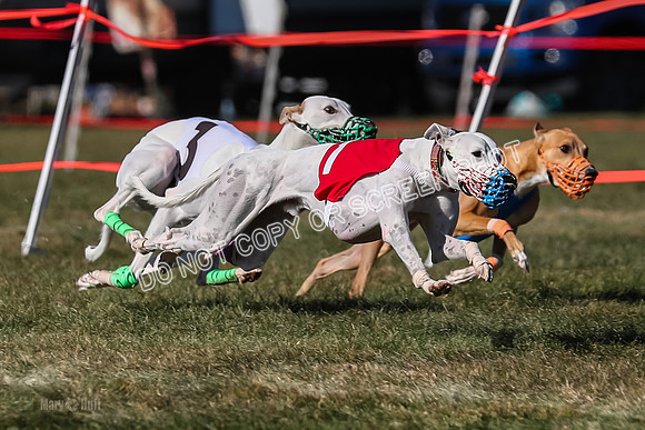 Prg 4, Race 13, oats Bookie Reas Rizzo-2764
