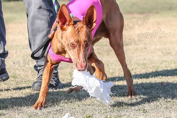 1Prelims Vet 1 Caper Copper-1046