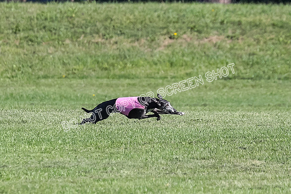 Memorial Run, Angel-3469