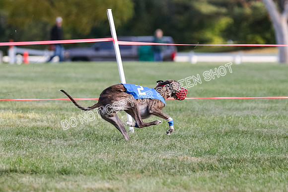 Prg 1, race 3, Dandylion Moki Elevenes Shelby-0631