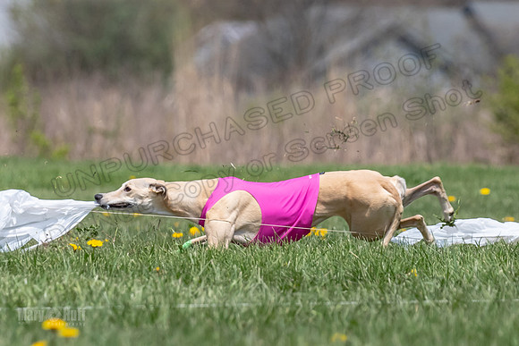 Finals Open F4 Easy Fenn Ace-3979