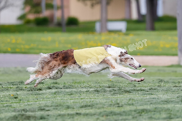 Prelim, Open, Rainbow Vera-8428