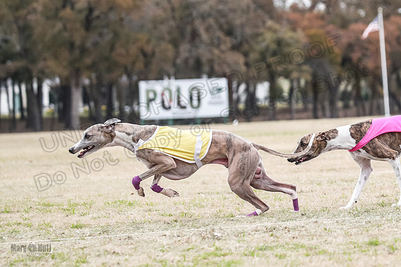 Finals Open 4 Rigel Trixie-4101