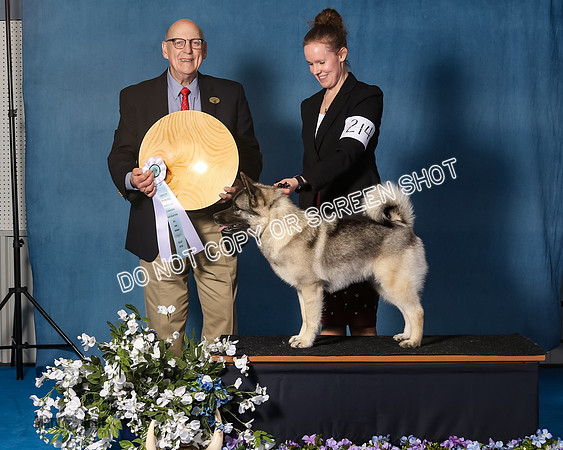 Elkhound 2020-1127