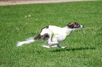 Silken Windhound Prelim, Finnegan-2967
