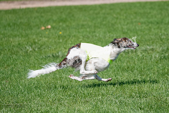 Silken Windhound Prelim, Finnegan-2967