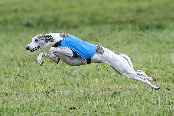 Prelim Open F3, Hoot Q Smitten-