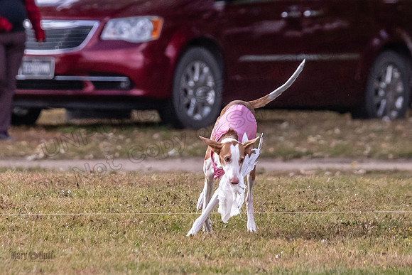 Finals Vet Izzy Thea-3342